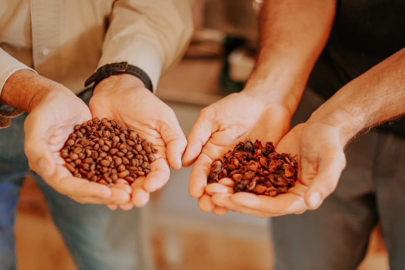 Coffee plantation at Banana EcoCamp